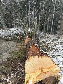 Rundholz Rundholz Ahorn Astrein