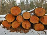 Schnittholz Douglasie Schwandorf