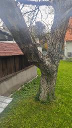 Rundholz Nuss Walnuss