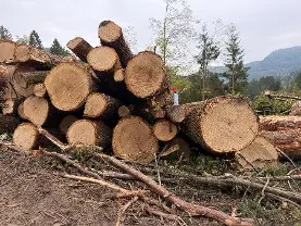 Rundholz Rundholz Eiche Blochholz