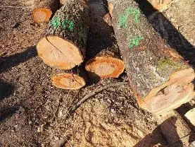 Rundholz Rundholz Sonstiges Holz ELSBEERE